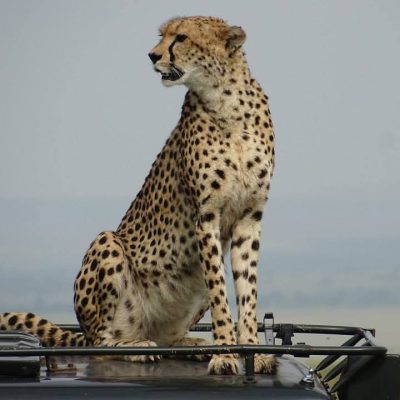 saathi-travels18